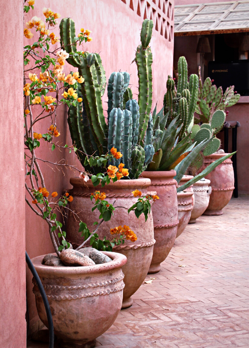 Cactus Love - Divine Morocco