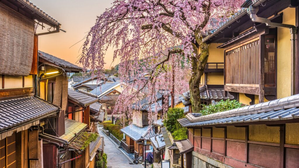 Cherry Blossoms Japan