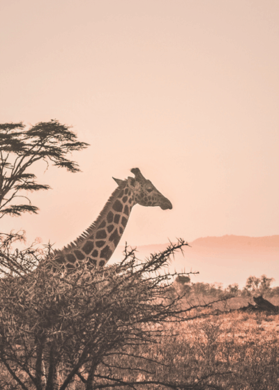 Heart of Botswana - Luxury Safari in Botswana