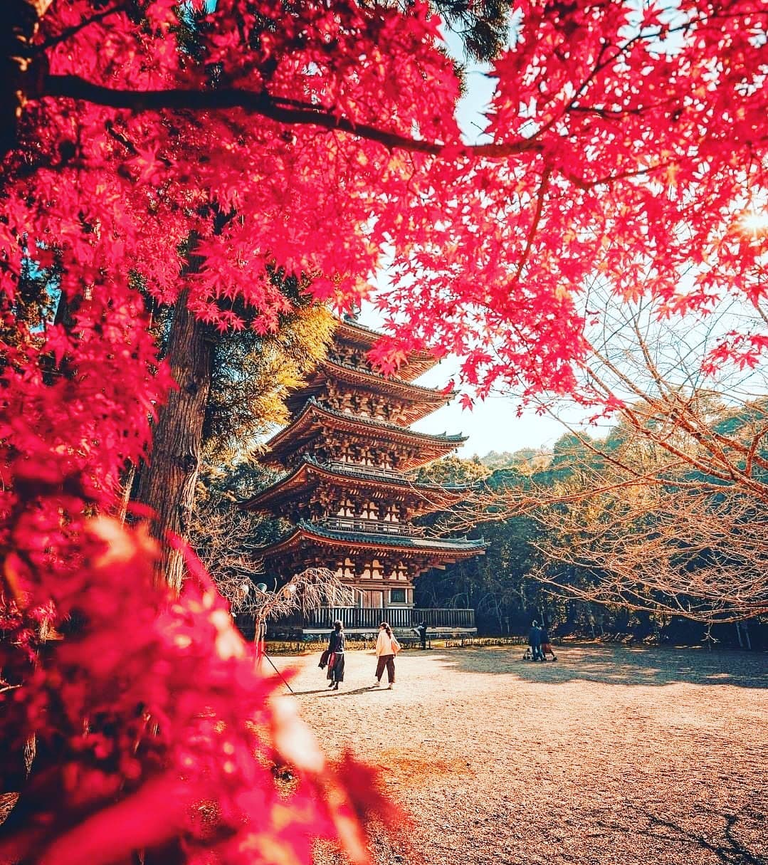 .
Daigoji Temple in Kyoto.
In all its' Autumn glory. 
.
Cannot wait for our visit in November 2022.
It will be just as stunning...
.
#maijourneys #japan2022 #lovejapan #kyoto #traveljapan #womenonlytravel #boutiquetraveljapan #boutiquetravelforwomen #womenwholovetotravel #womenonlytours #bywomenforwomen #japanlove