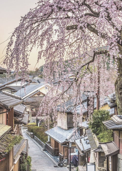Cherry Blossoms Japan 2023