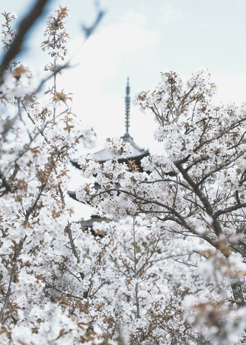 Cherry Blossoms Japan 2023