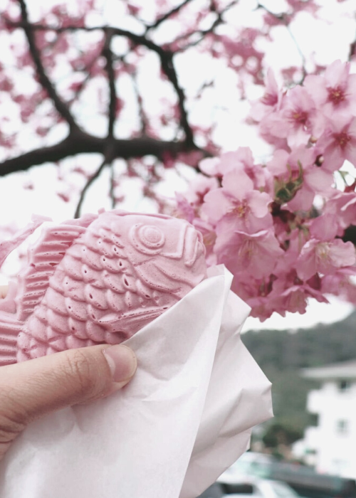 Cherry Blossoms Japan 2024