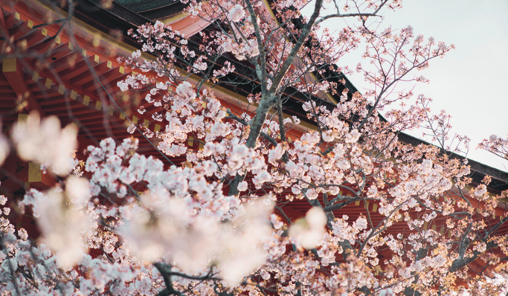 Cherry Blossom Japan: Hosted Tour March 2024.