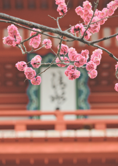 Plum Blossoms, Kyoto