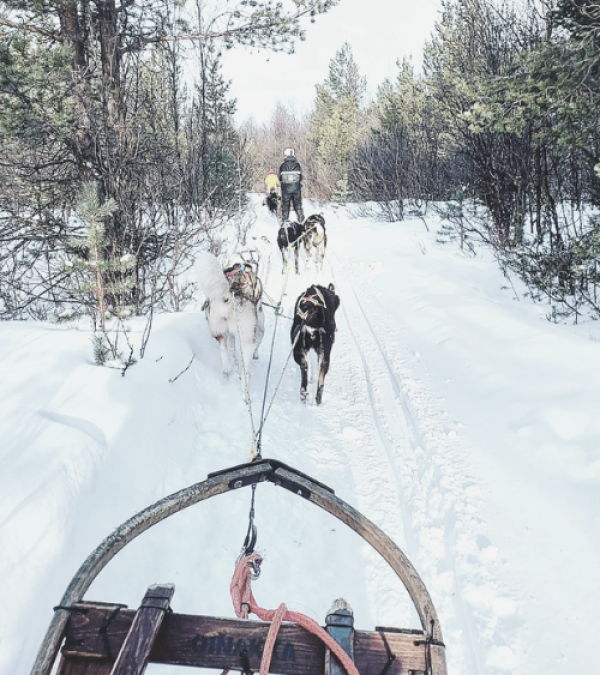 Dog Sledding - Norway & The Northern Lights