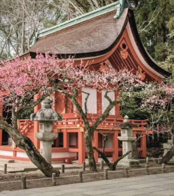 Kyoto - Plum Blossoms